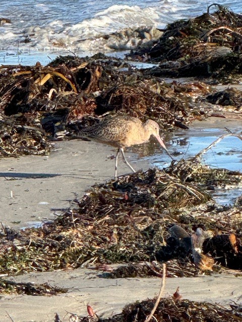 Marbled Godwit - ML644703837