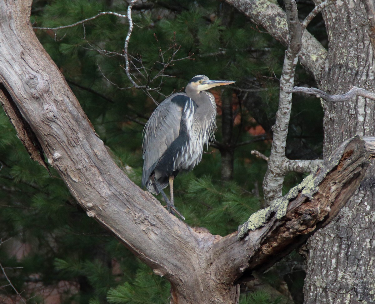 Great Blue Heron - ML644703847