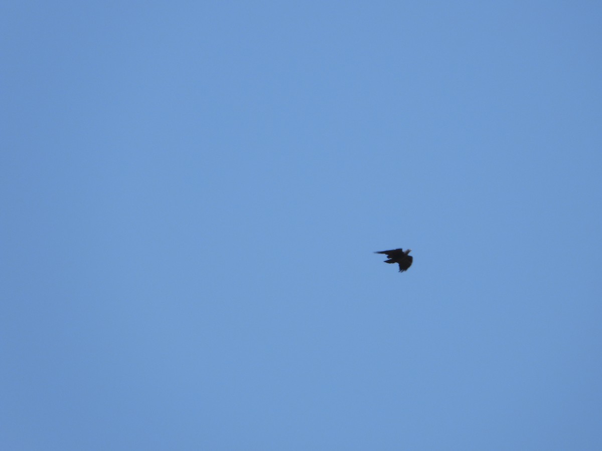 Kısa Kuyruklu Kuzgun - ML644703852