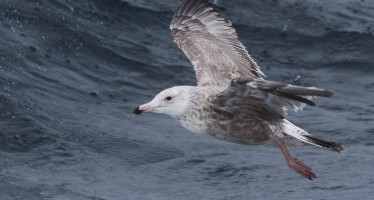 American Herring Gull - ML644703855