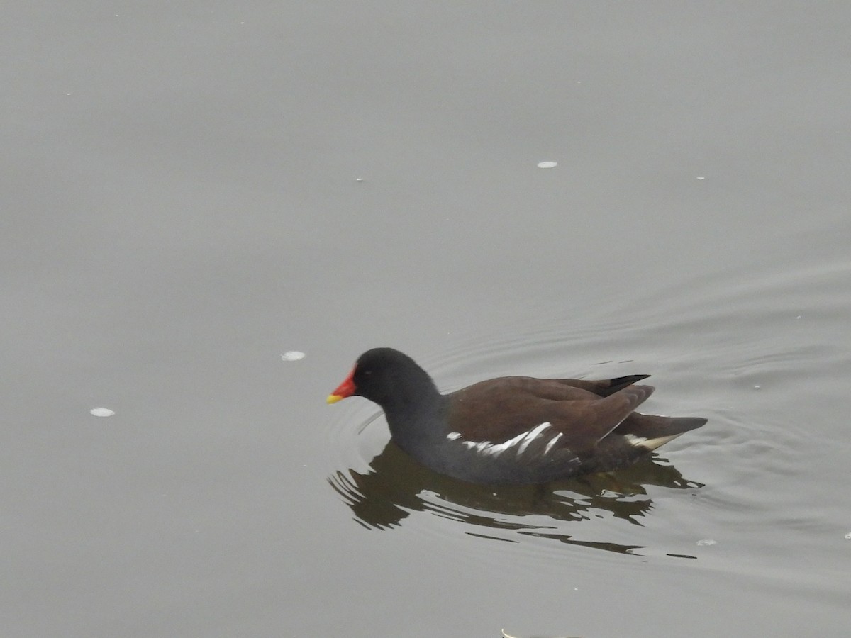 Gallinule poule-d'eau - ML644703863