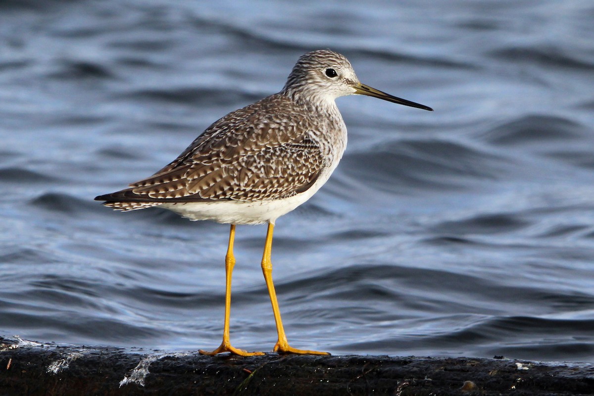 Greater Yellowlegs - ML644703865