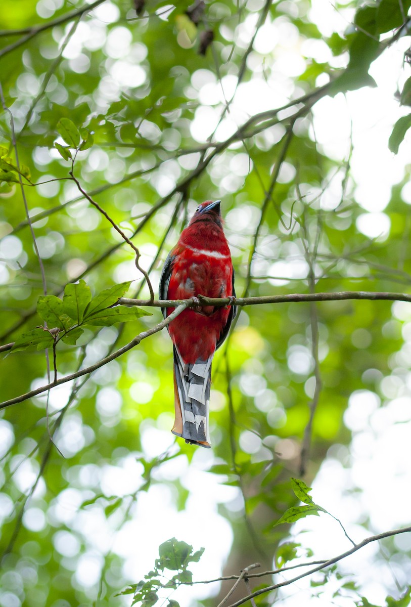 Трогон червоноголовий - ML644703866