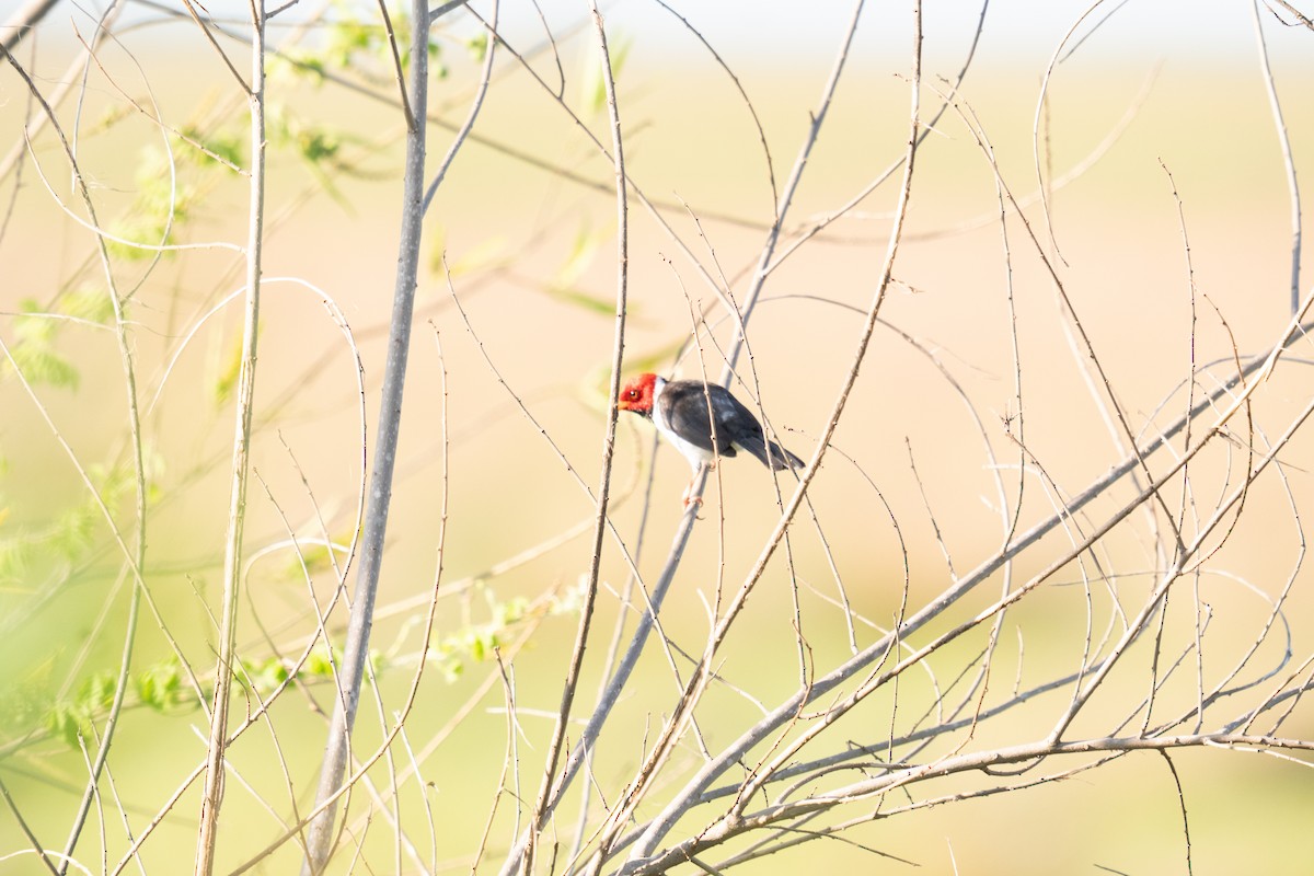 Yellow-billed Cardinal - ML644703871