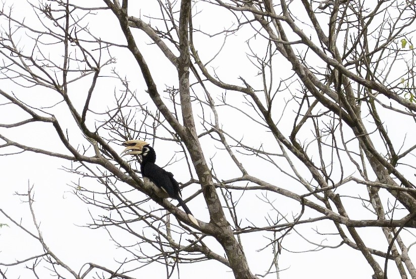 キタカササギサイチョウ - ML644703873