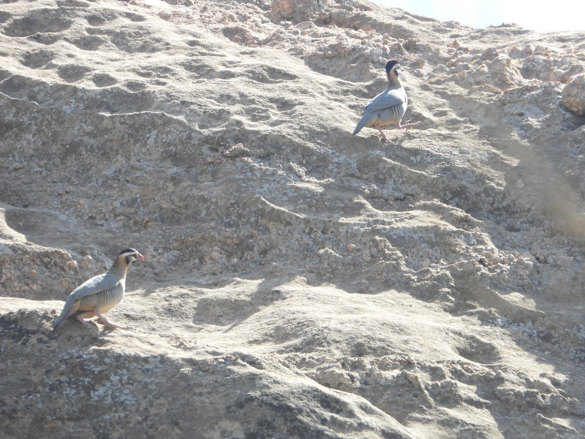 アラビアイワシャコ - ML644703877