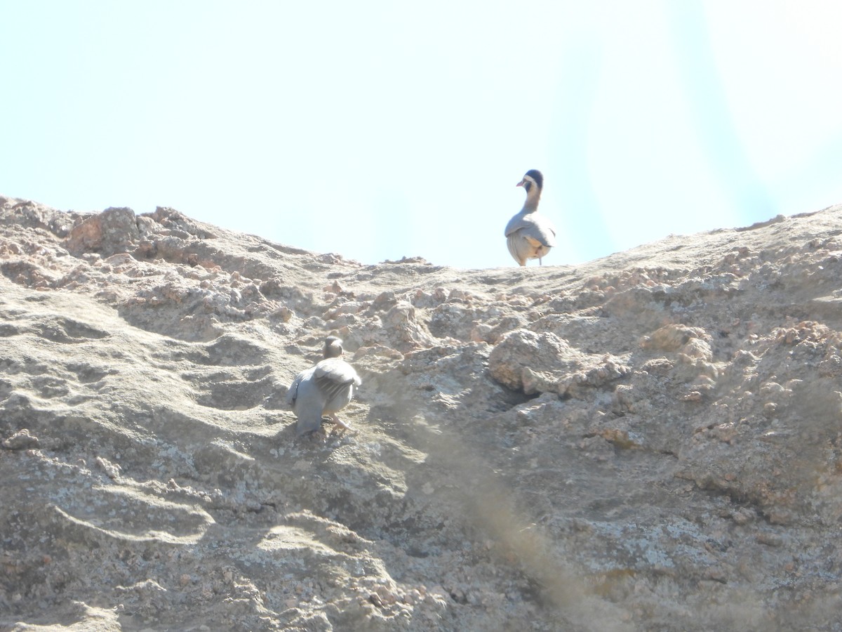 アラビアイワシャコ - ML644703878