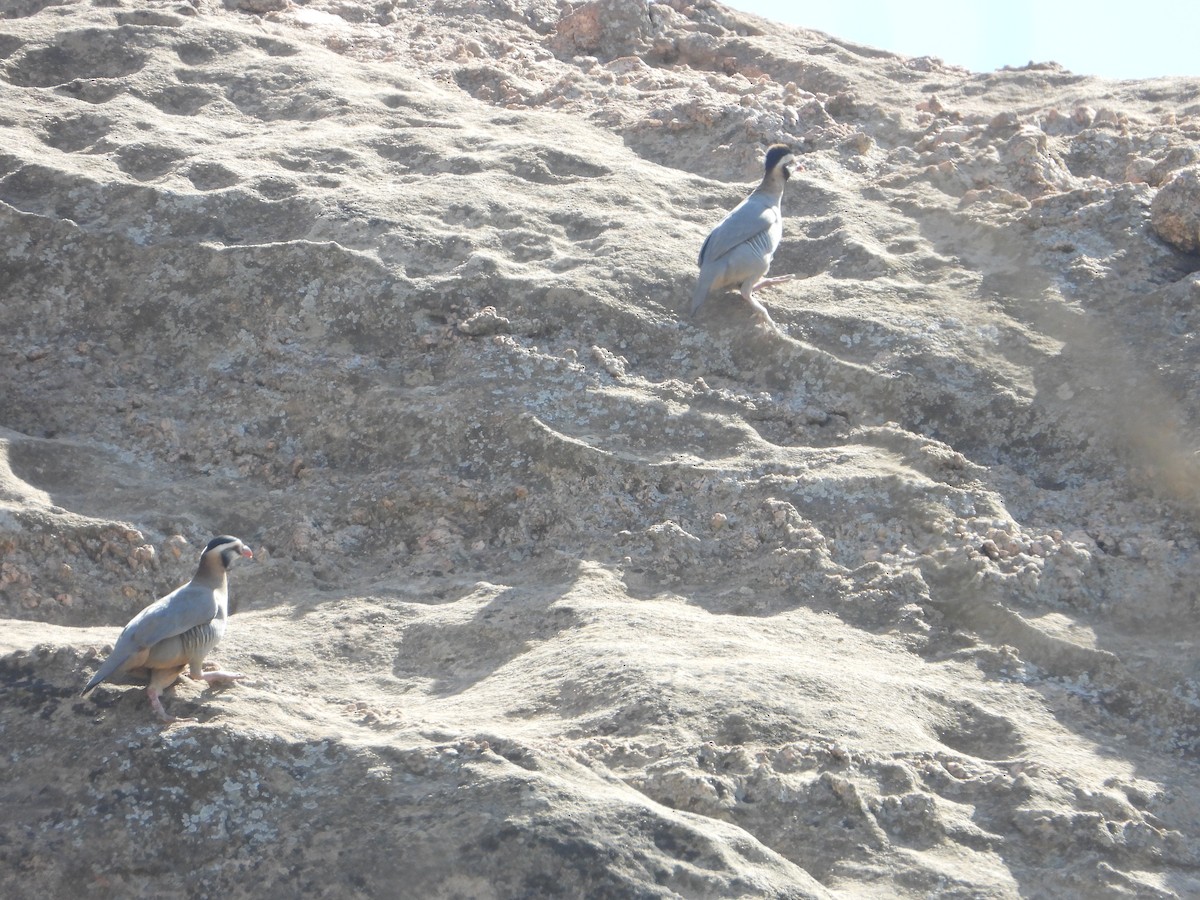 アラビアイワシャコ - ML644703879