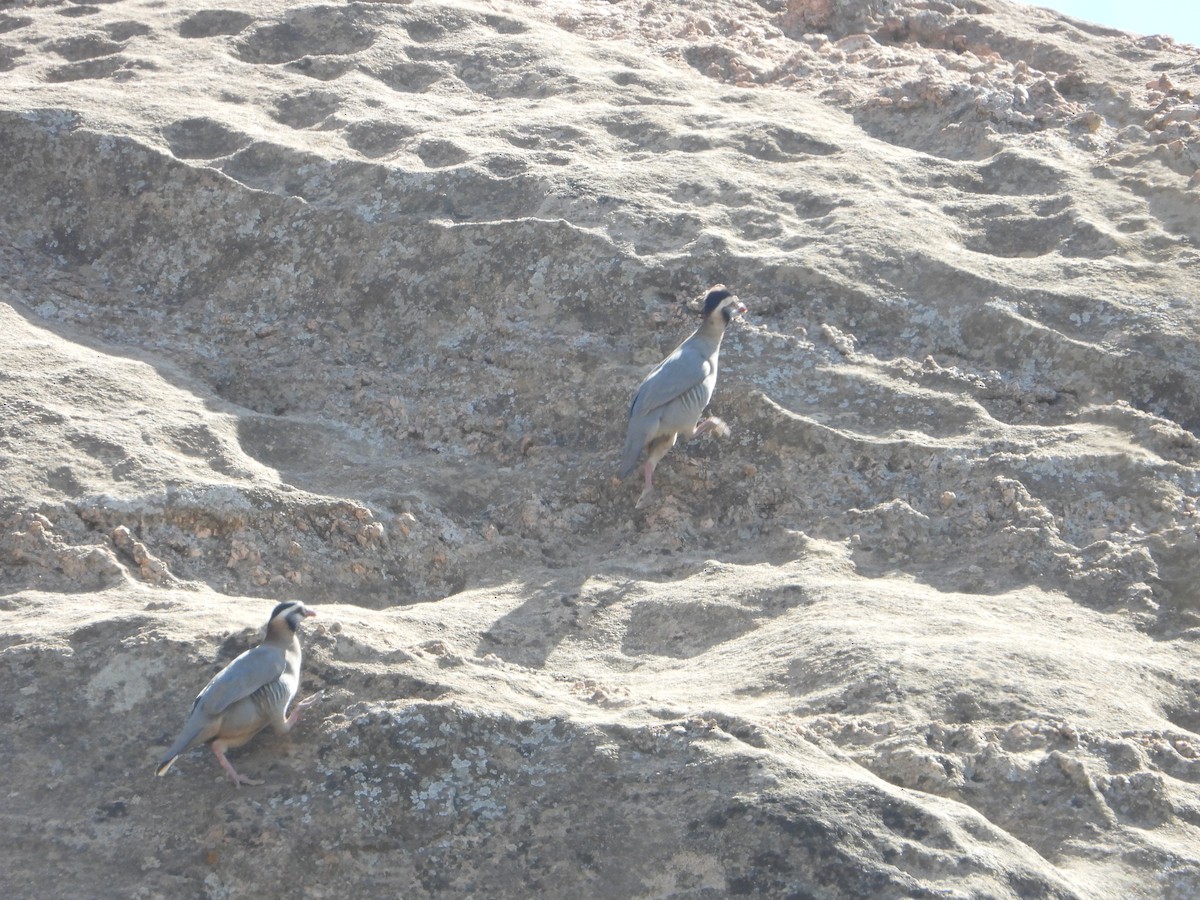 アラビアイワシャコ - ML644703880