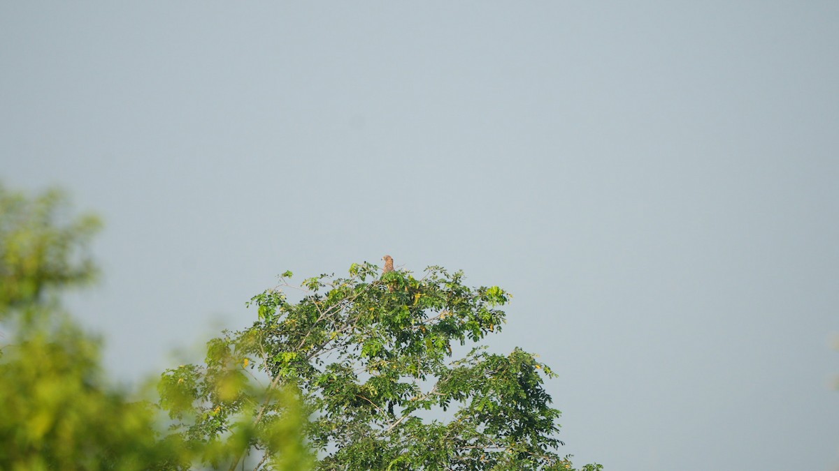 Oriental Honey-buzzard - ML644703886
