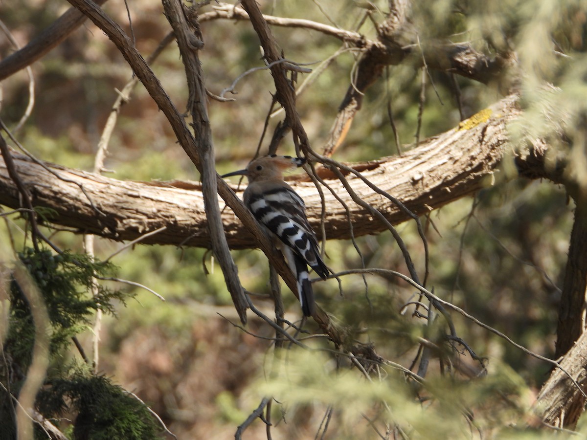 戴勝 - ML644703888