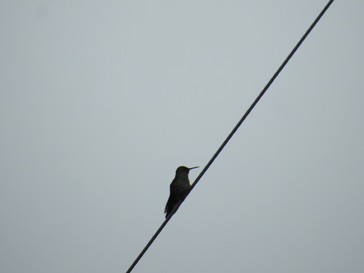 Scaly-breasted Hummingbird - ML644703889
