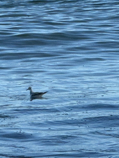 Bonaparte's Gull - ML644703890