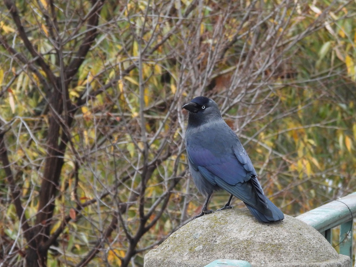 Eurasian Jackdaw - ML644703896