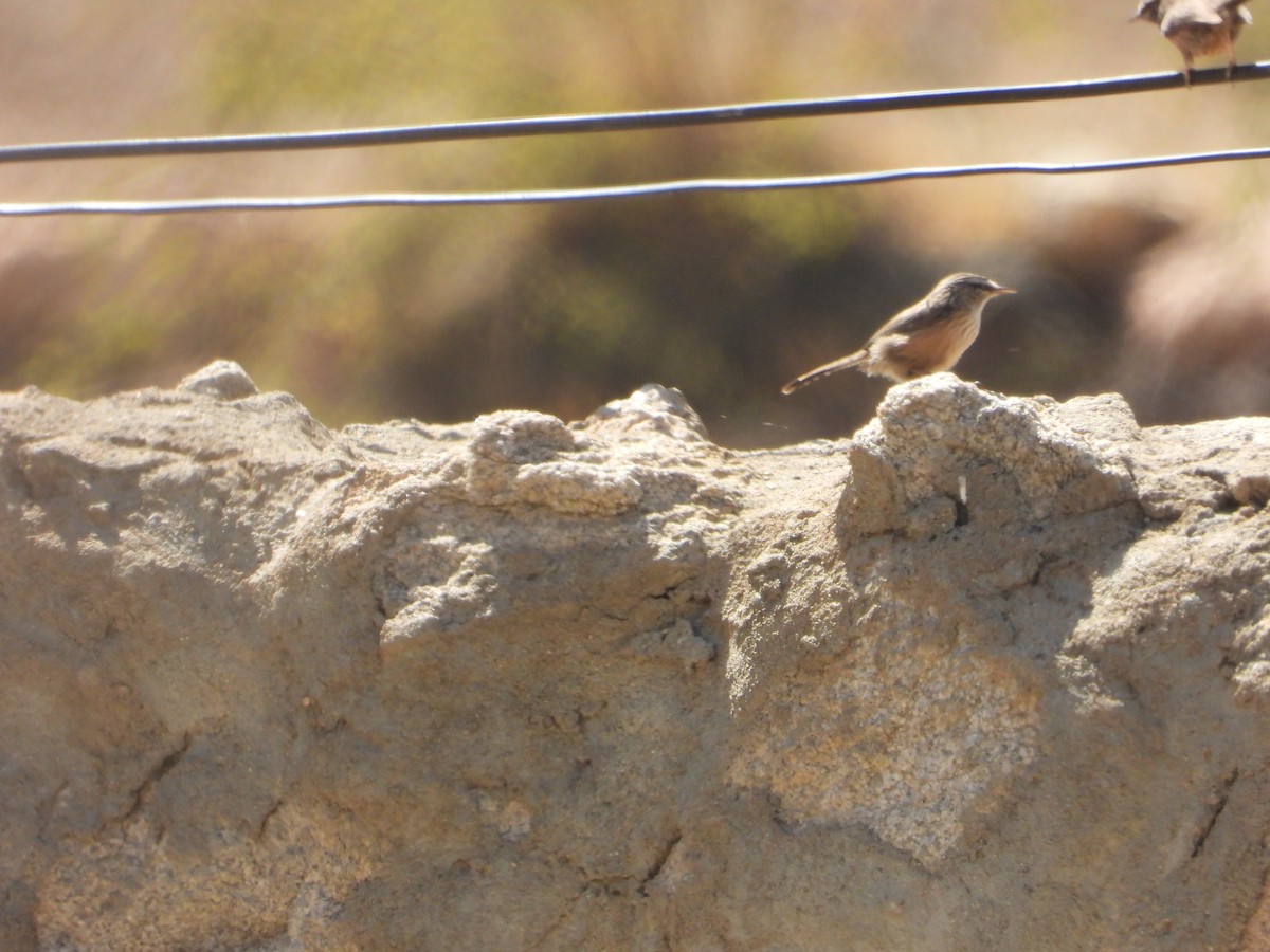 Scrub Warbler - ML644703903