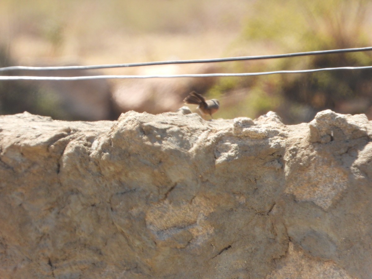 Scrub Warbler - ML644703904