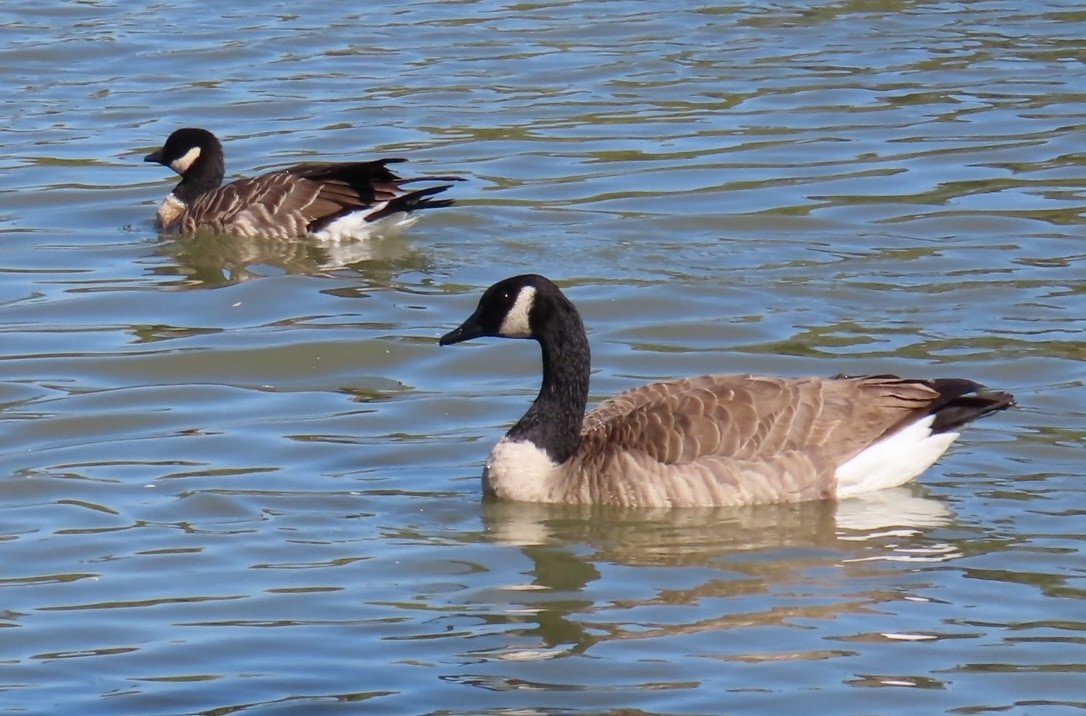 polargås - ML644703907