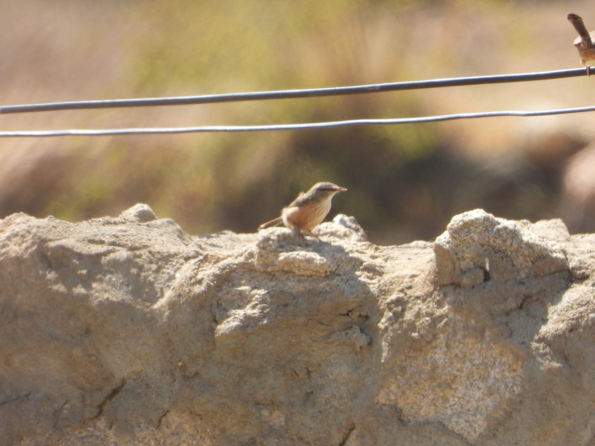 Scrub Warbler - ML644703908