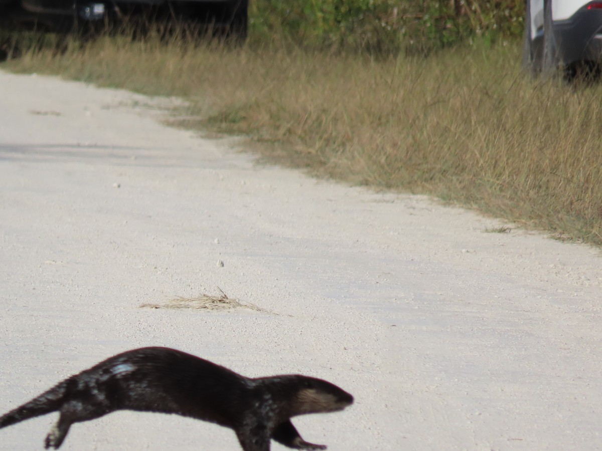 Animals - ML644703922