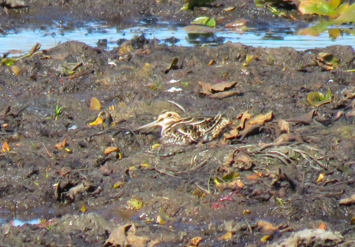 Wilson's Snipe - ML644703945