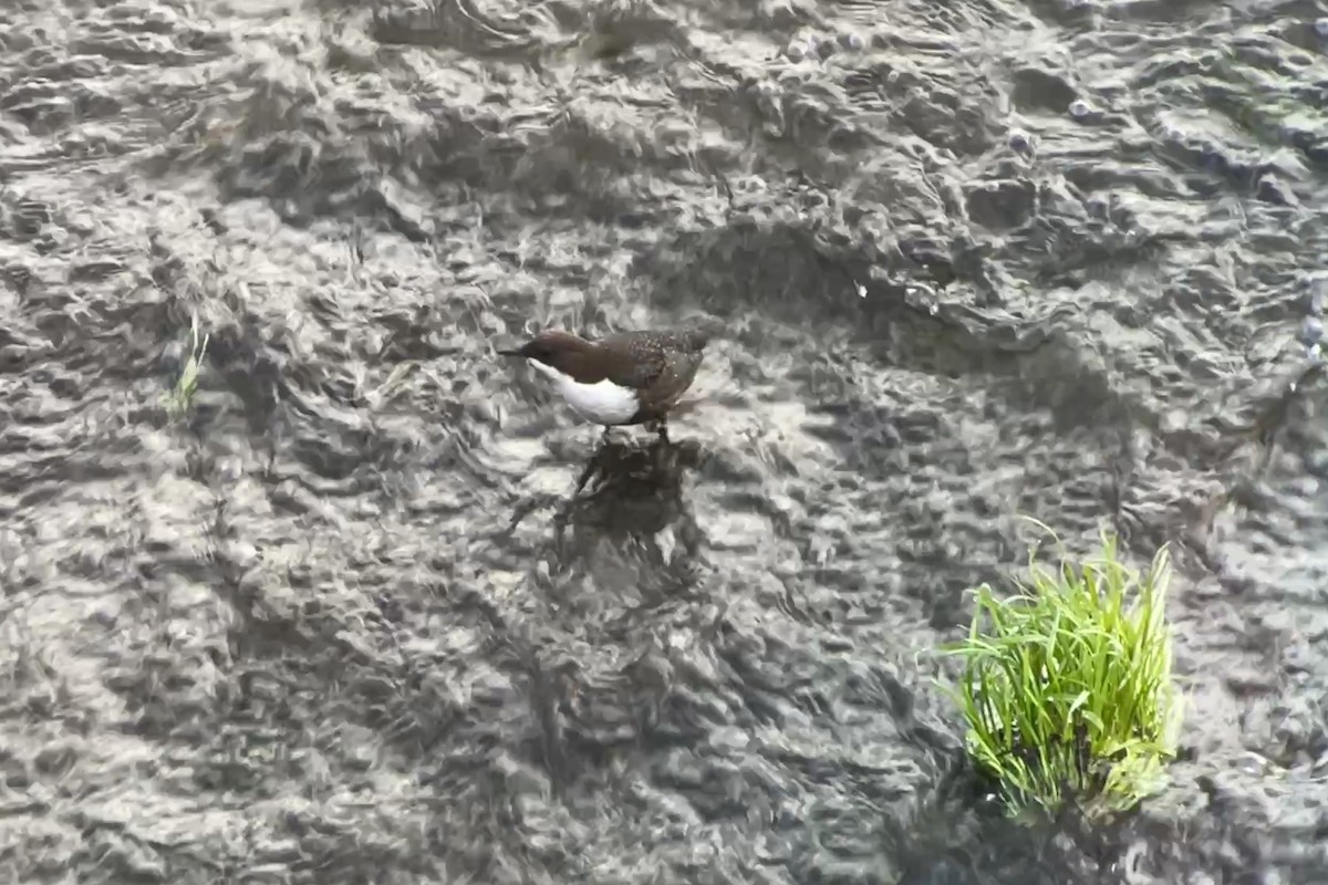 White-throated Dipper - ML644703949