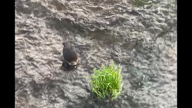 White-throated Dipper - ML644703950