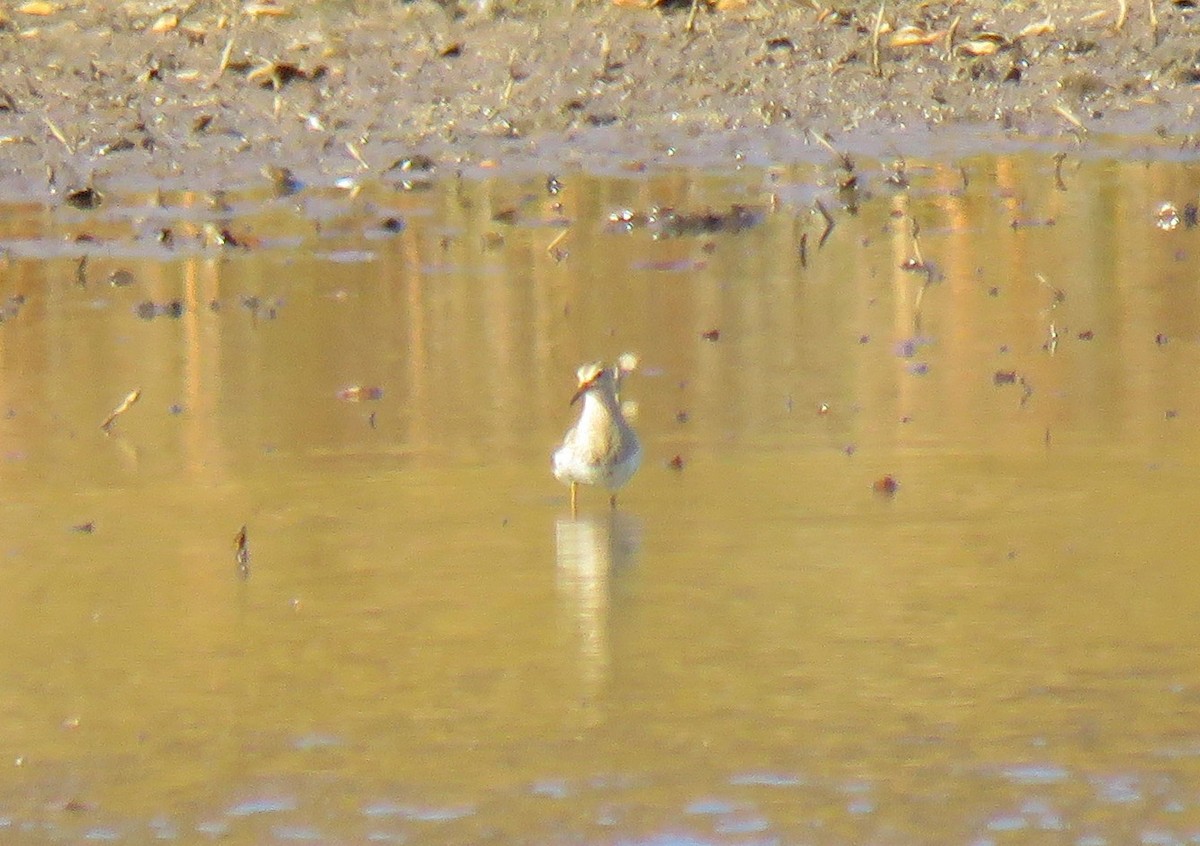 Txirri pektorala - ML644703960