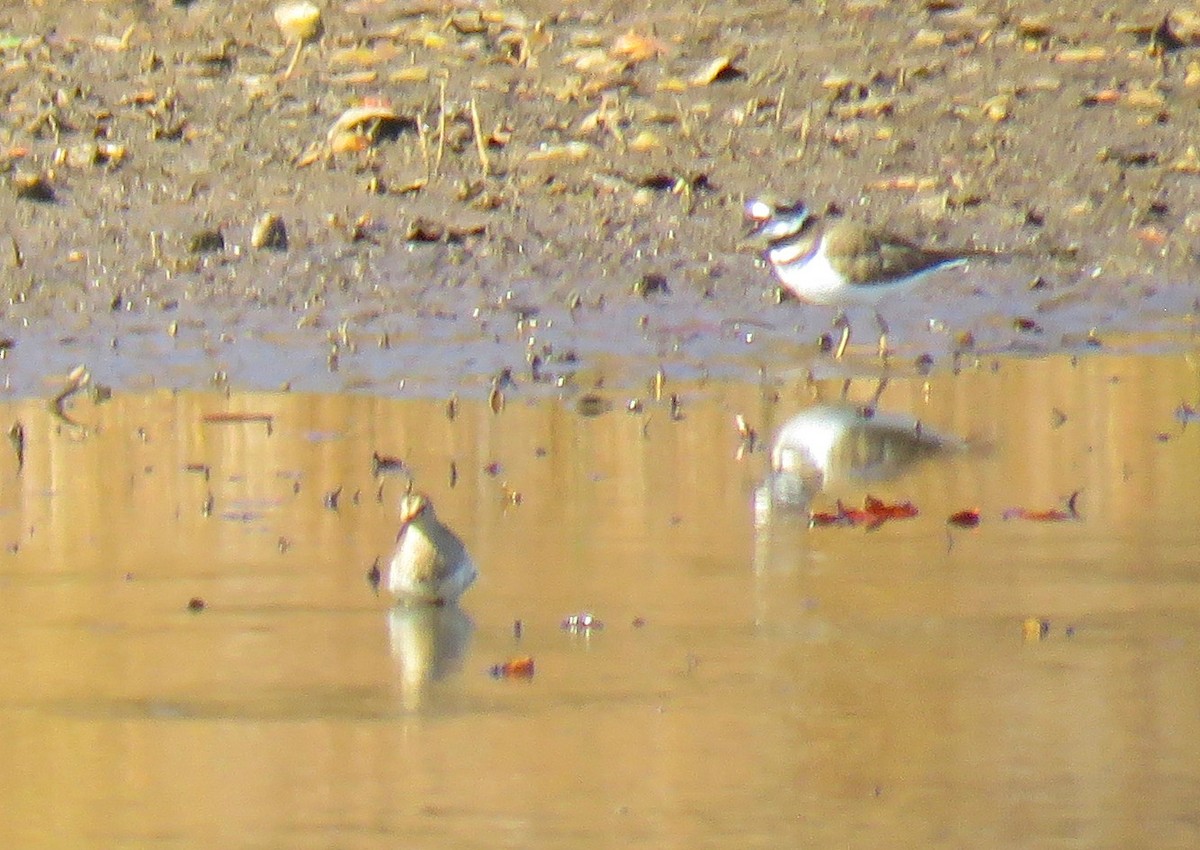 Txirri pektorala - ML644703961