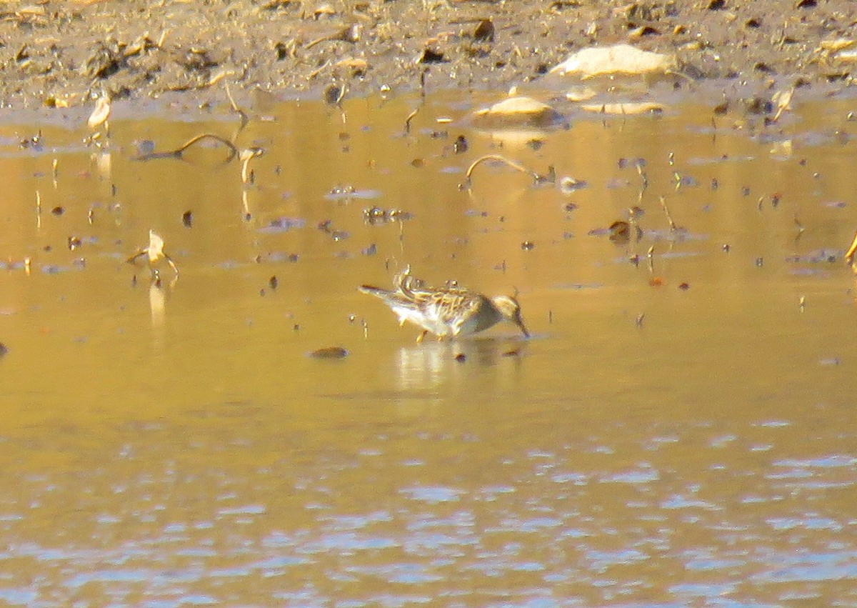 Txirri pektorala - ML644703962