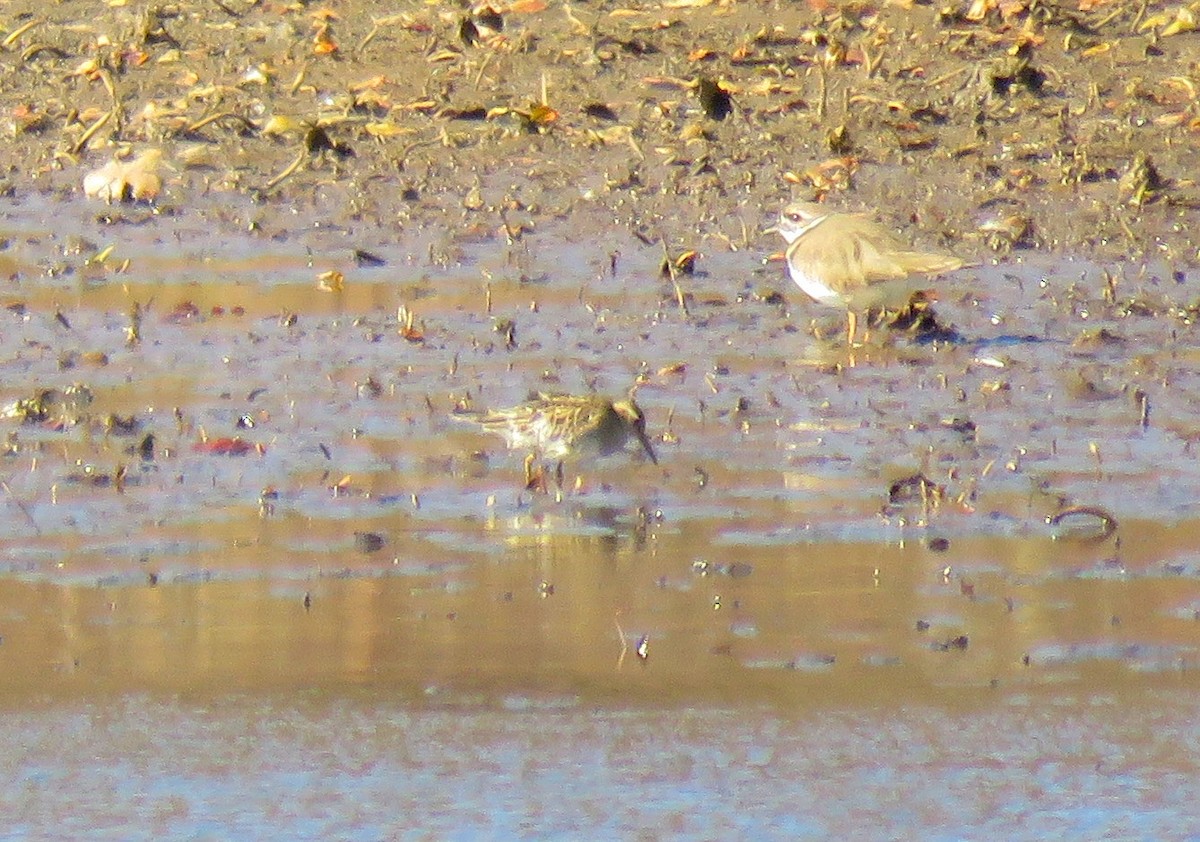 Txirri pektorala - ML644703963