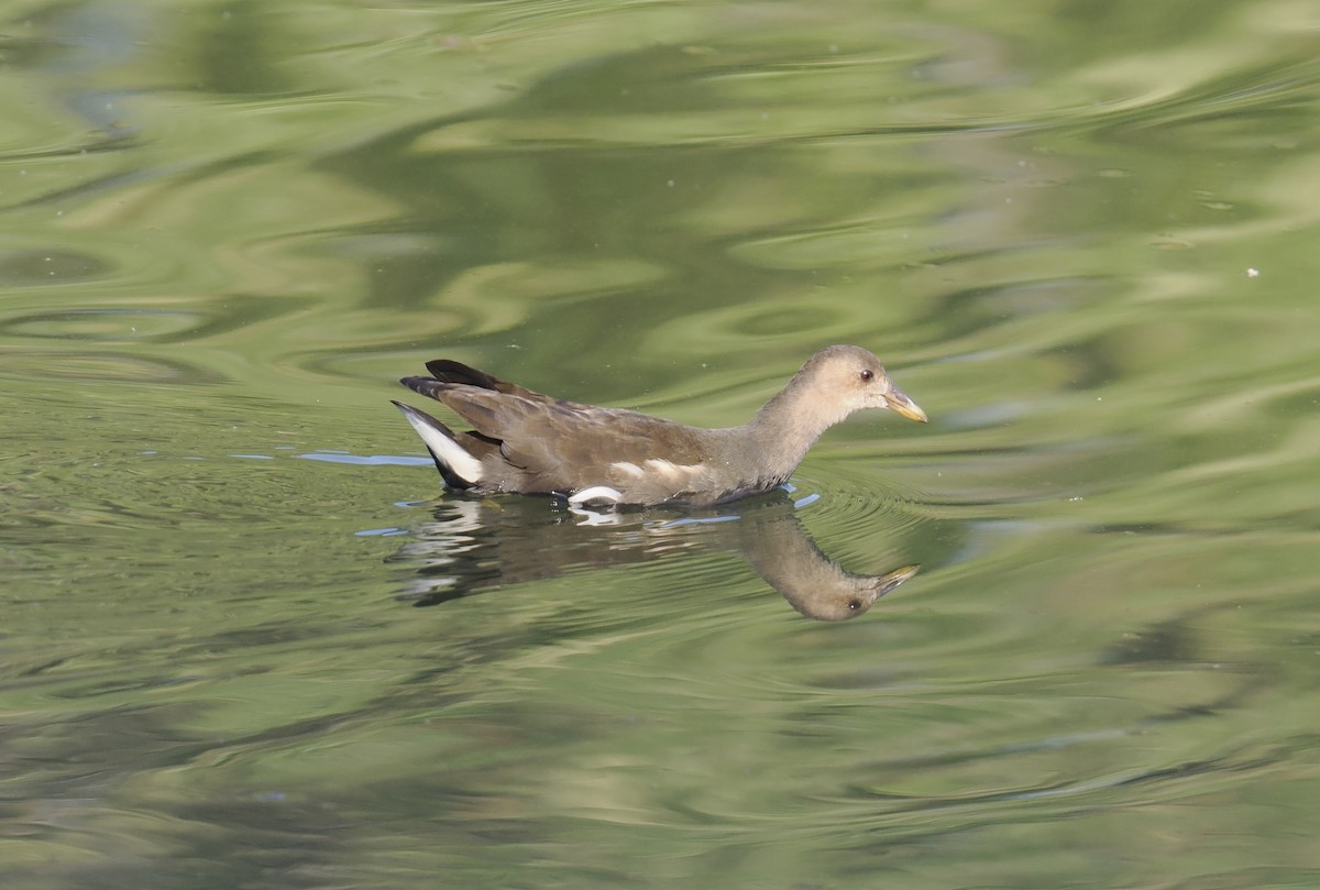Gallinule poule-d'eau - ML644703965