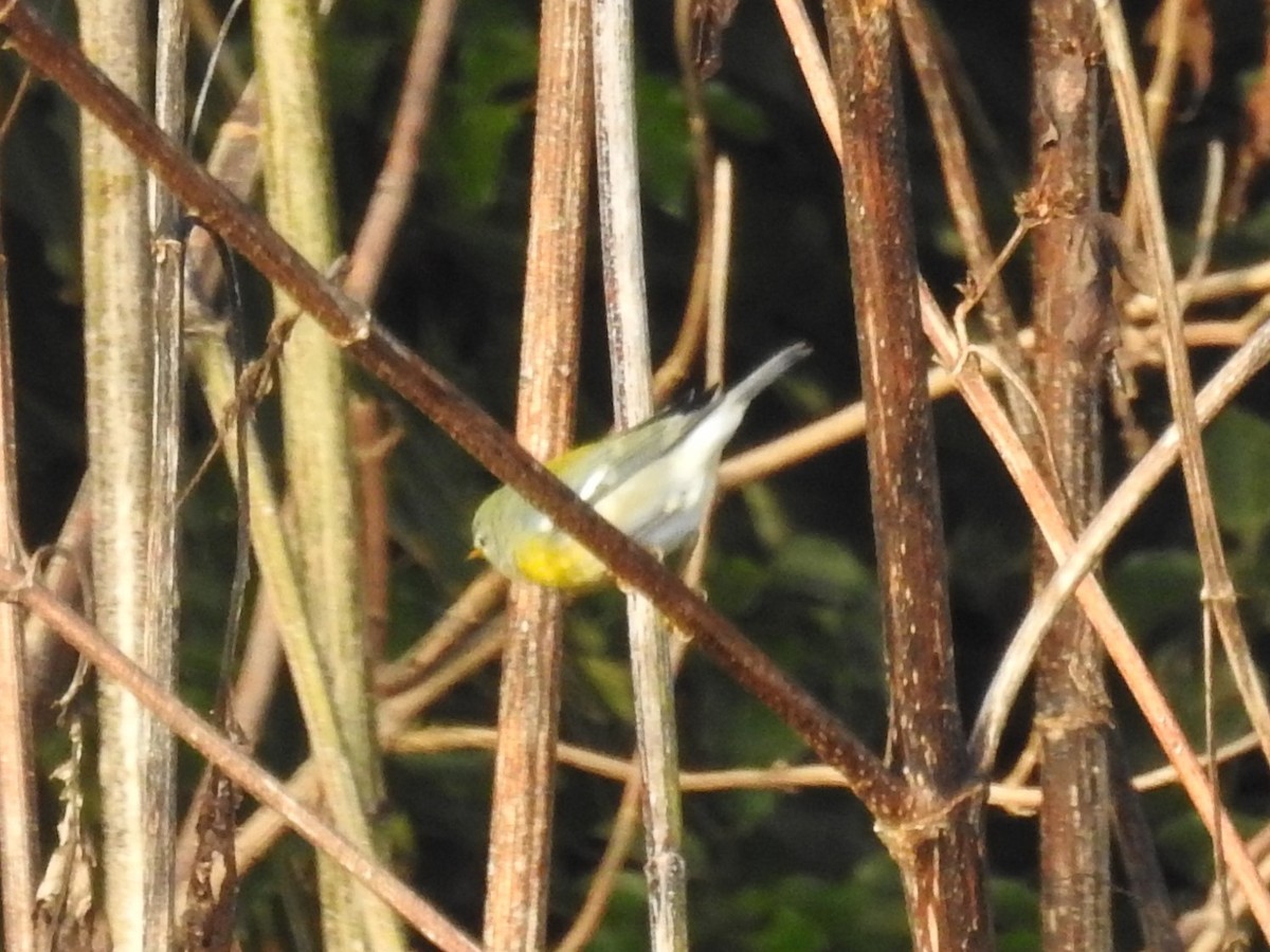 Northern Parula - ML644703969