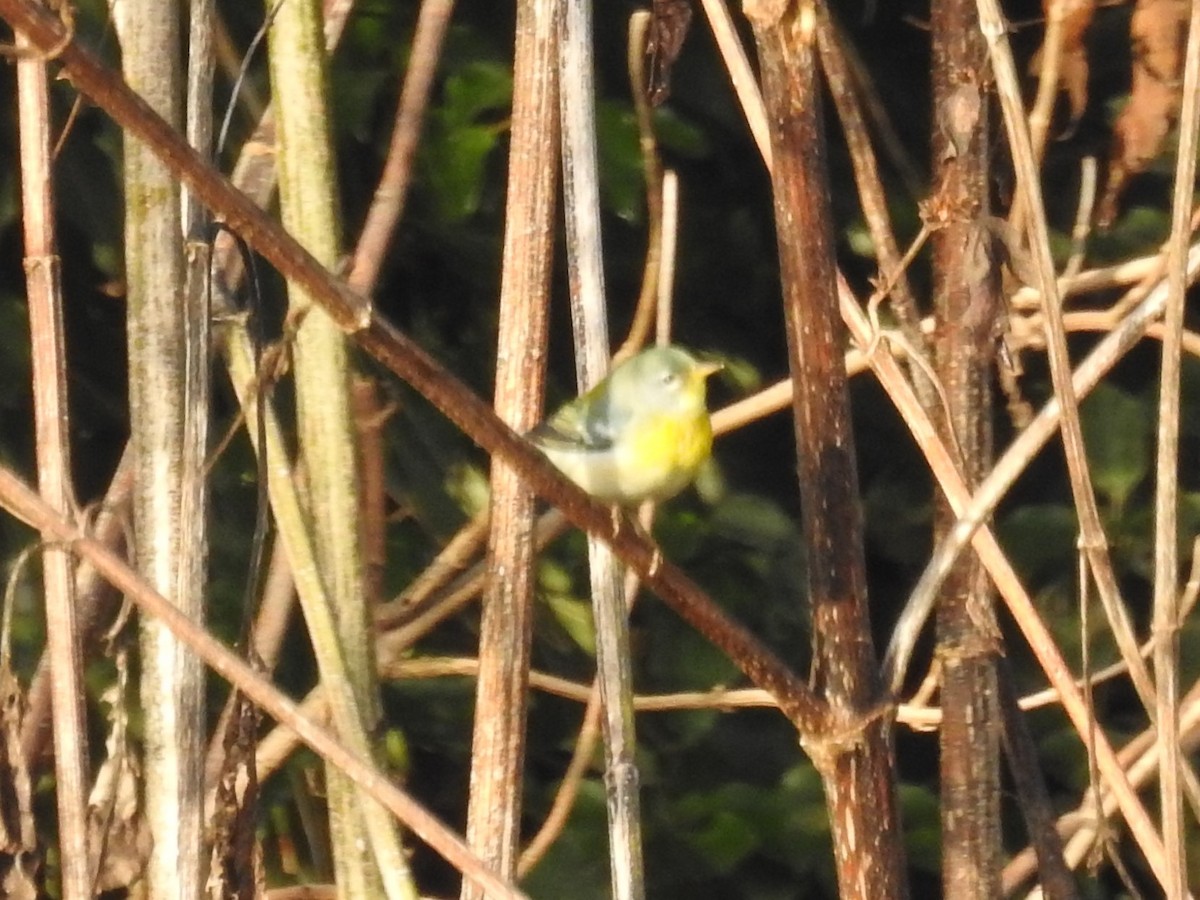 Northern Parula - ML644703970