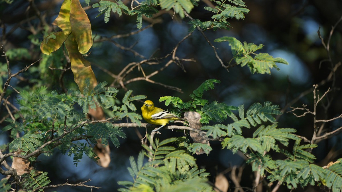 Common Iora - ML644703978