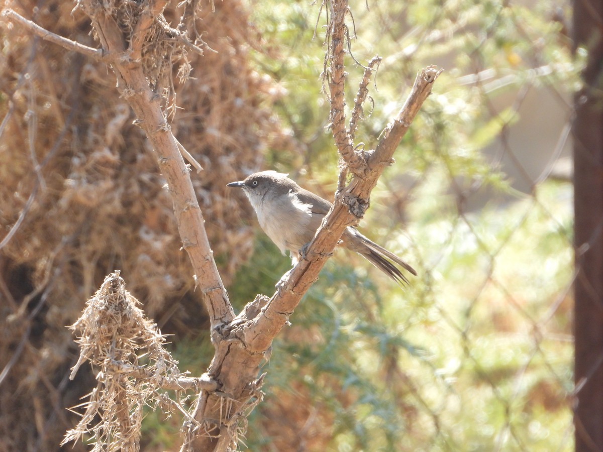 Yemen Warbler - ML644703980