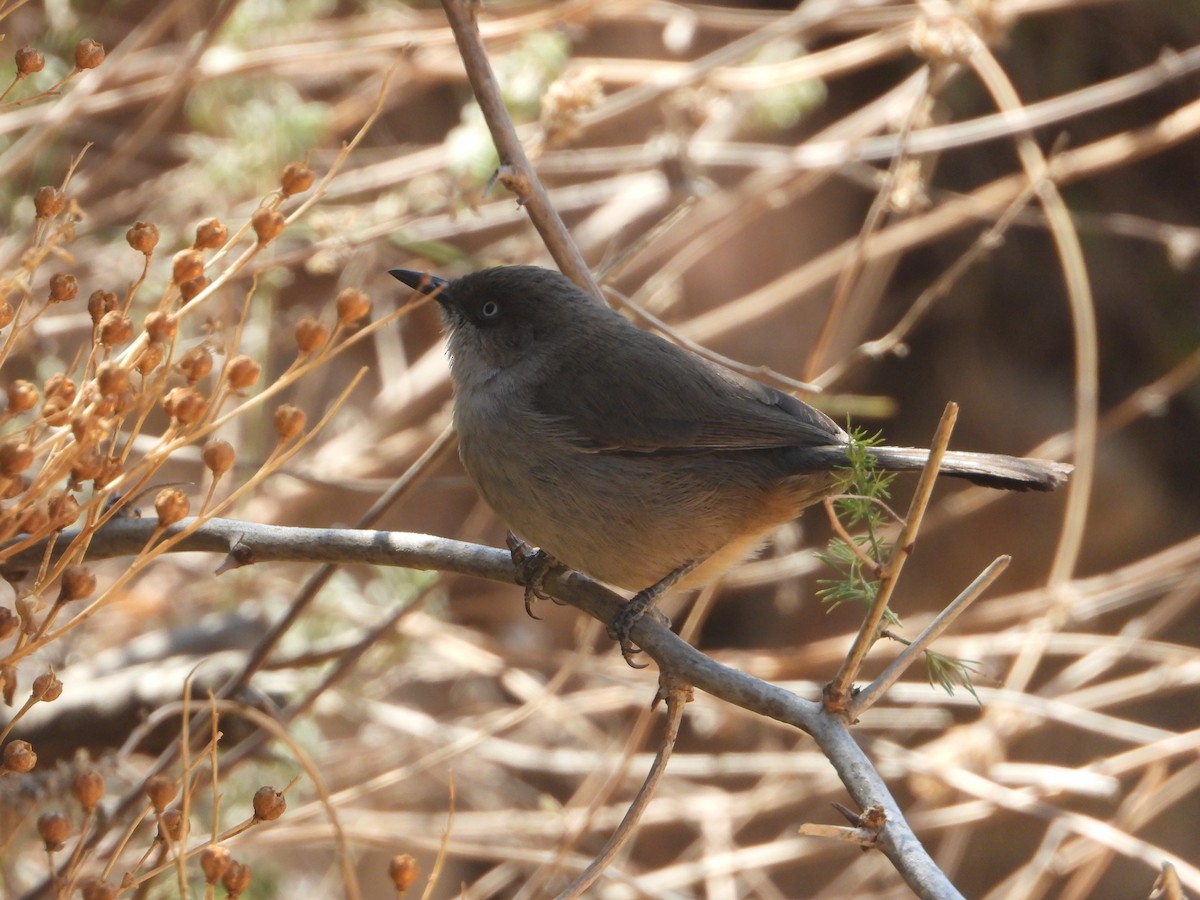 Yemen Warbler - ML644703981