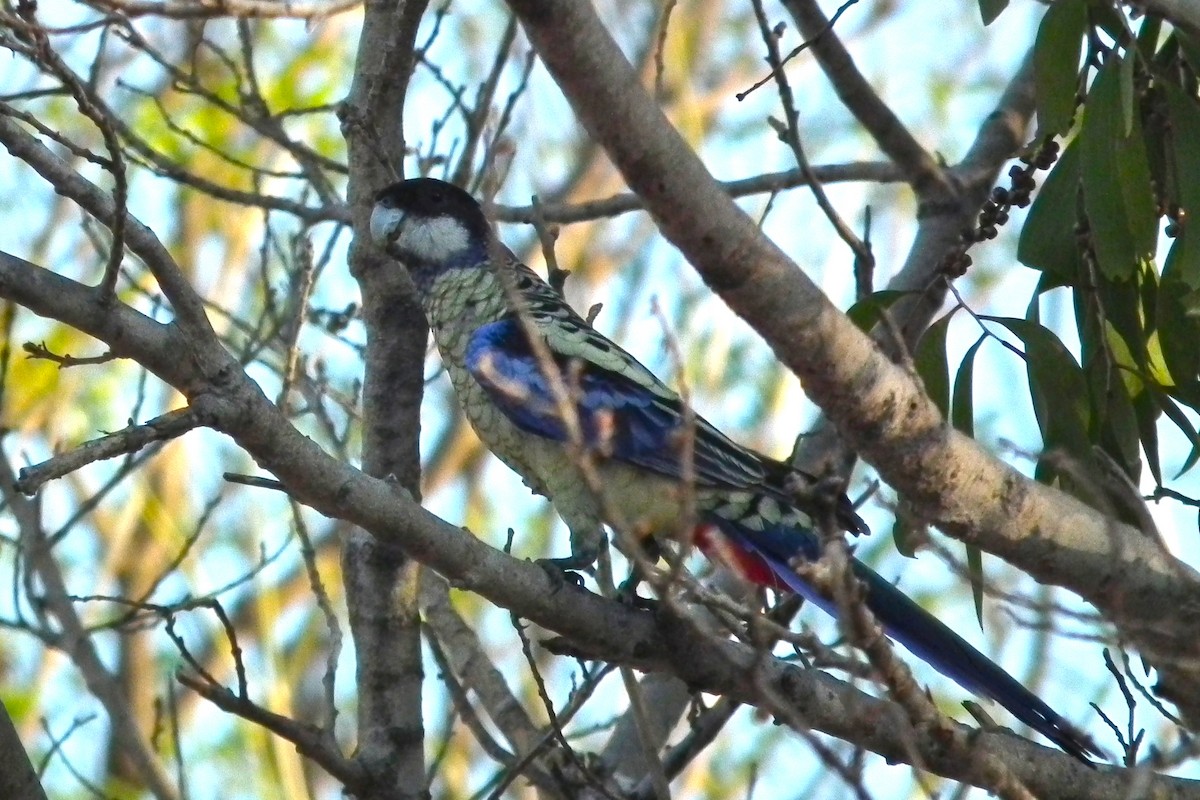 Northern Rosella - ML644703982