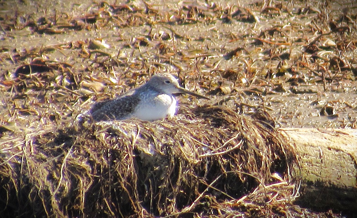 Greater Yellowlegs - ML644703993
