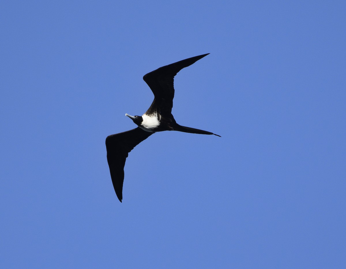 praktfregattfugl - ML644703995