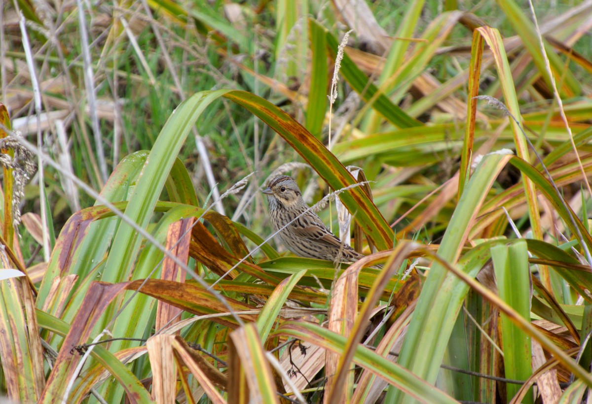 Lincoln's Sparrow - ML644704010