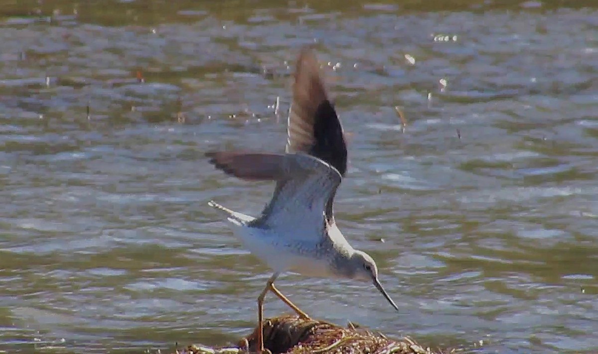 Greater Yellowlegs - ML644704011