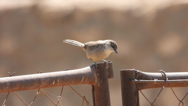 Yemen Warbler - ML644704012