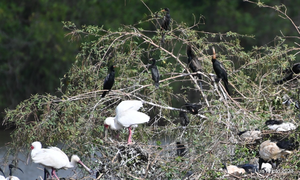 アフリカコビトウ - ML644704016
