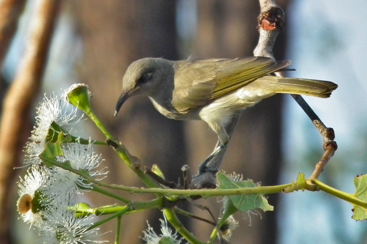 Brown Honeyeater - ML644704020