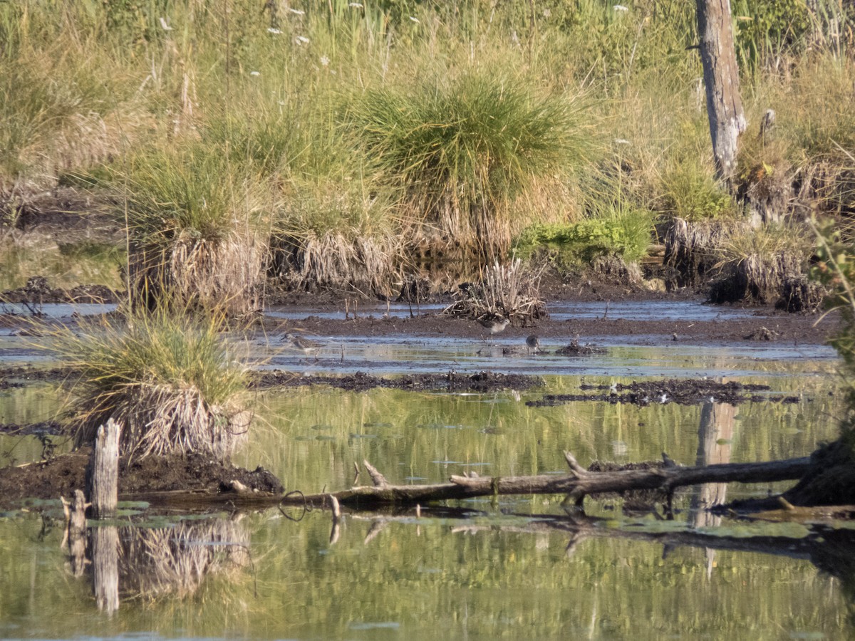 タカブシギ - ML644704022