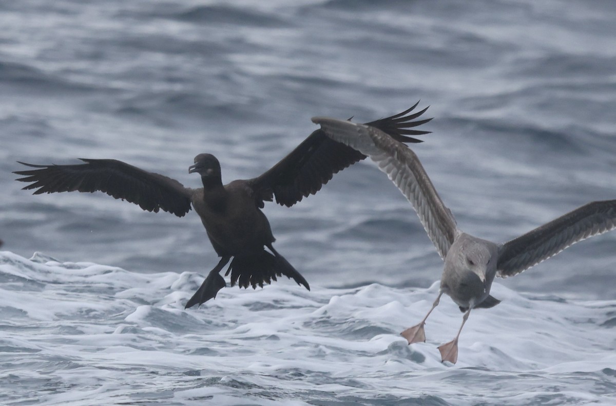 Brandt's Cormorant - ML644704023