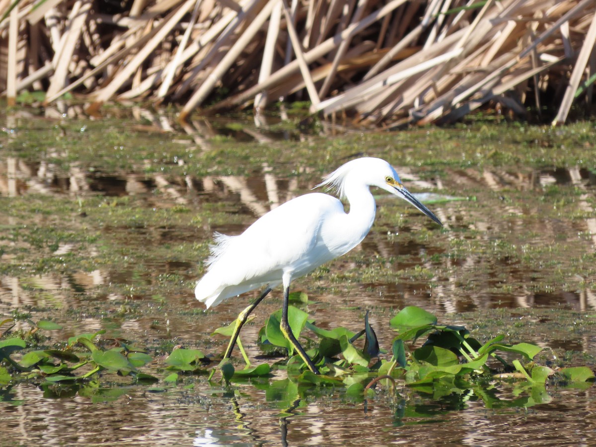 Snowy Egret - ML644704025