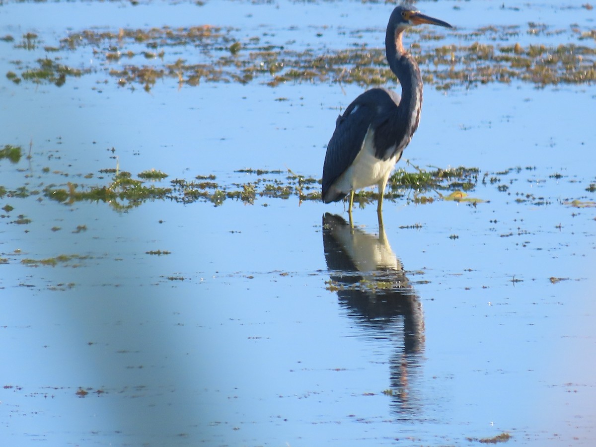 Tricolored Heron - ML644704034