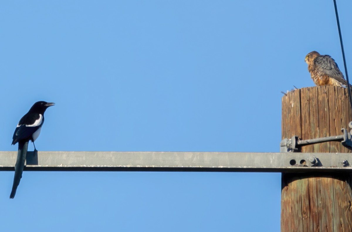 Black-billed Magpie - ML644704037