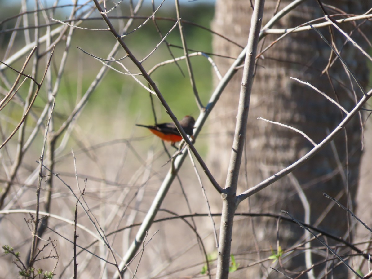 Vermilion Flycatcher - ML644704056